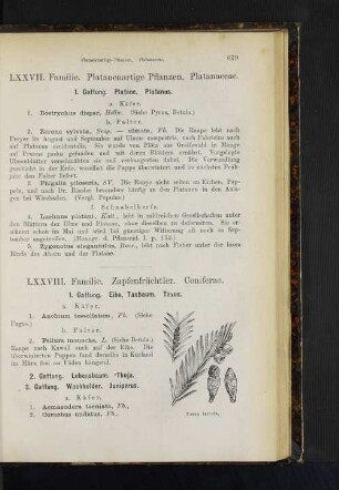 1. Gattung. Eibe, Taxbaum. Taxus.