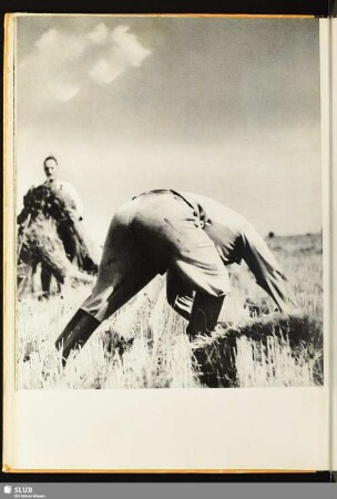 [Auf dem Feld]