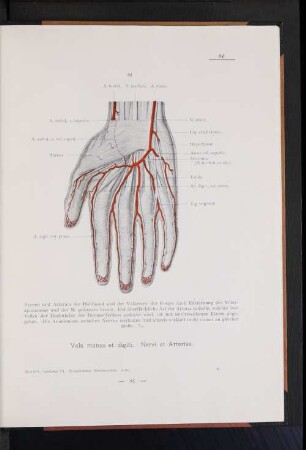 Vola manus et digiti. Nervi et Arteriae.