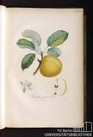 Reinette jaune hative.