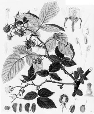 Himbeere (Rubus Idaeus), farbig : Geographie | Wirtschaftsgeographie | Obstpflanzen | Obst der nördlichen Zone (Äpfel, Birnen, Pflaumen, Kirschen, Erdbeeren und Beerensträucher, Weintrauben, Edelkastanien, Orangen, Citronen, Johannesbrotbaum, Feigenbaum, Opuntia ficus indica, Dattelpalme)