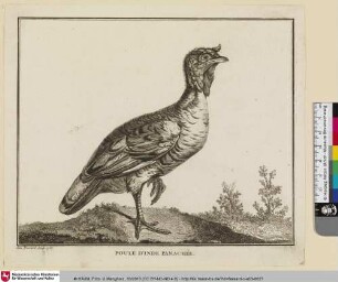 POULE D'INDE PANACHÉ [Mehrfarbiges Huhn aus Indien]
