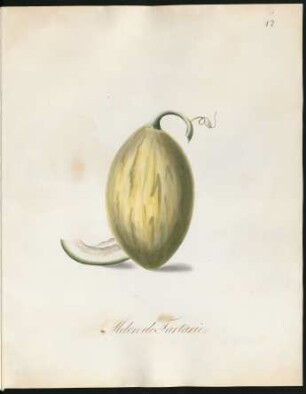 Melon de Tartarie