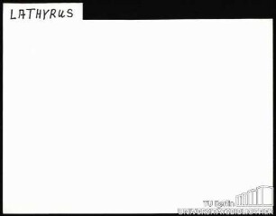 LATHYRUS: Allgemein