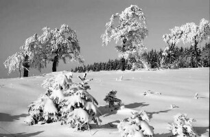 Schauinsland: Verschneite Wetterbuchen