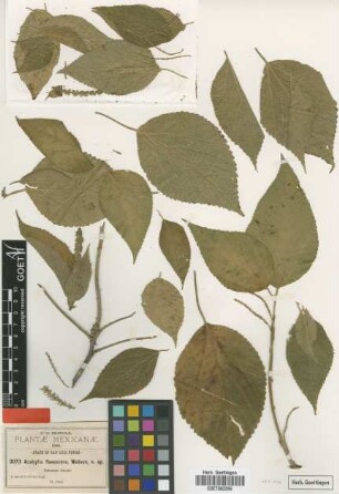 Acalypha flavescens Watson [type]
