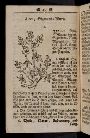 40-51, Alcea - Alnus vulgaris