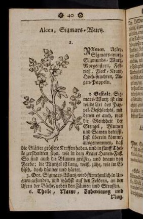 40-51, Alcea - Alnus vulgaris