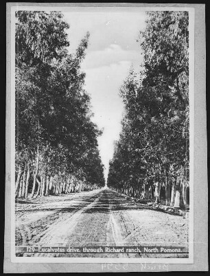 Pomona. Eucalyptus Drive through Richard Ranch, North Pomona, Cal.