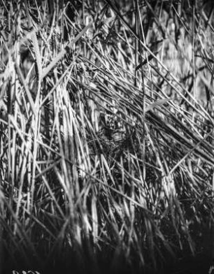 Neuntöter : Neuntöter (Lanius collurio) oder Rotrückenwürger, Weibchen beim Brüten auf dem Nest.