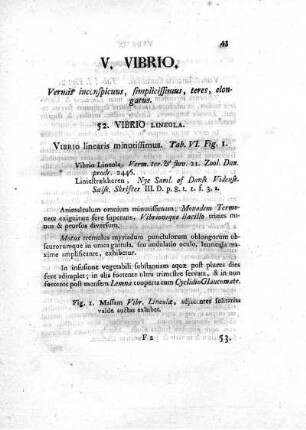 V. Vibrio.