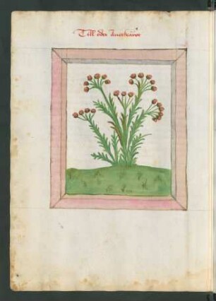Dill