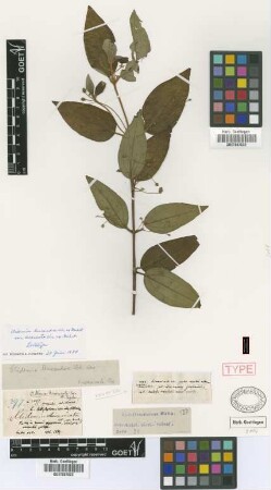 Clidemia leucandra C.Wright ex Griseb. var. divaricata C.Wright ex Griseb.[lectotype]