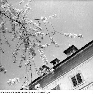 Frühling; Baumblüte Borthen Kauscha