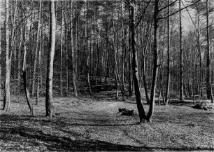 Mark Brandenburg. Junger Buchenwald im Vorfrühling.