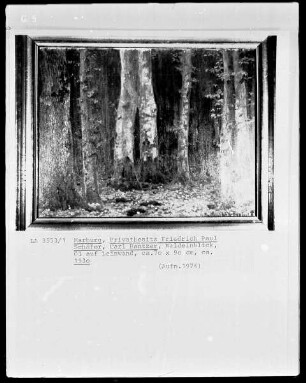 Blick in den Wald