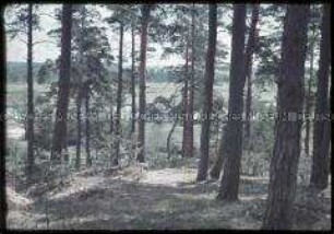 Nadelwald und Haus an der Ostseeküste?