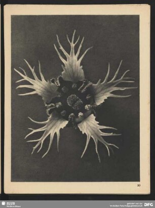 Tellima grandiflora - Steinbrechgewächs (25mal vergrößert)