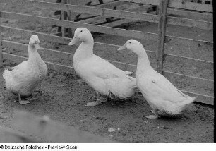 Enten in einem Gehege