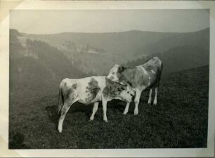 Album: Allerlei