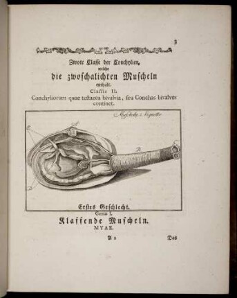 Zwote Classe der Conchylien, welche die zwoschalichten Muscheln enthält. Erstes Geschlecht Klaffende Muscheln.