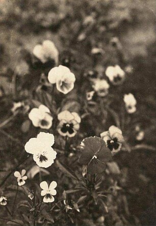 Wilde Stiefmütterchen (Viola tricolor) im Vergleich mit Kulturstiefmütterchen