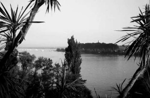Mainau, Insel Mainau: Park der Mainau durch Palmen auf See, Richtung Süden