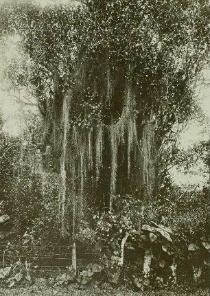 Brasilien, Orangenbaum mit Flechten
