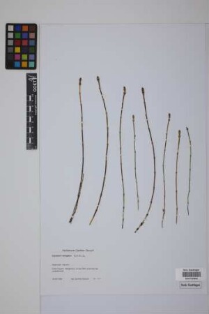 Equisetum variegatum variegatum Schleich.