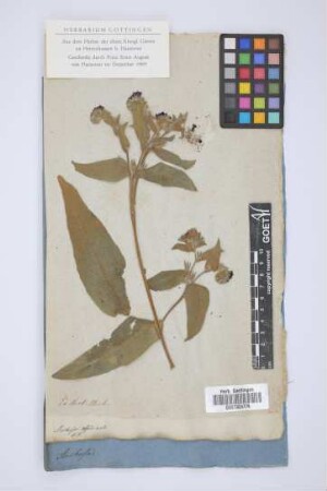 Anchusa officinale