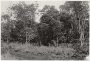 Galeriewald : 23,43 km von Entre Rios entfernt, Höhe: 445m