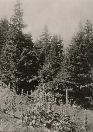 Europa. Österreich ? Gelber Enzian (Gentiana lutea)