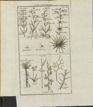 Tab. IV. Folia Determinata