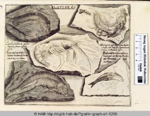 Lapides: Versteinerungen