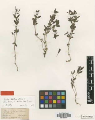 Rubia tibetica Hook.f. [type]