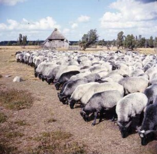 Lüneburger Heide. Heideschafe (Heidschnucke)