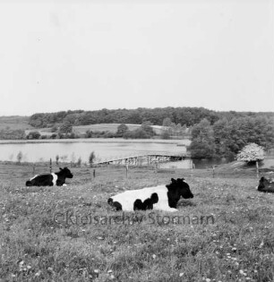 Herrenteich: Fischhuser Damm: hölzerne Fußgängerbrücke: Blick Richtung Westen: im Vordergrund Ostufer, Weide mit Kühen, Zaun