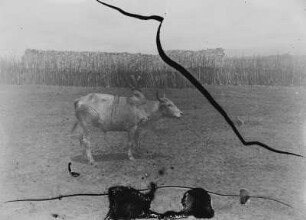 Tätowiertes Zebu : Tätowiertes Zebu oder Buckelrind