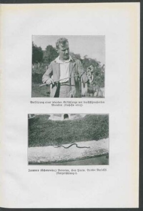 Vorführung einer lebenden Giftschlange vor deutschsprachigen Mulatten (Lachesis atror). [und] Jararaca (Schararaka) Butantan, Sao Paulo. Dunkle Varietät. (Lanzenschlange).
