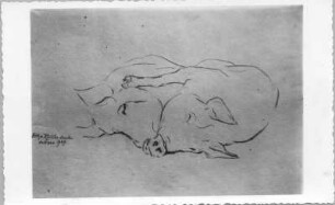 Zwei liegende Schweine : Zwei liegende Schweine (Naturstudie). Kohlezeichnung (1939; E. Richter). Dresden-Südvorstadt, Eisenstuckstraße, Atelier der Künstlerin