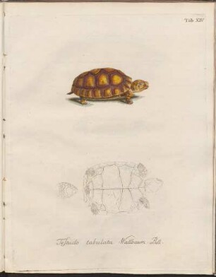 Tab. XIV: Testudo tabulata Wallbaum. Pull.