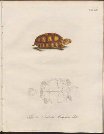 Tab. XIV: Testudo tabulata Wallbaum. Pull.