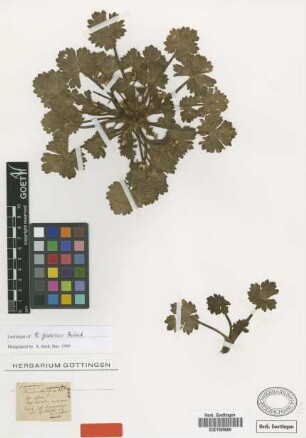 Ranunculus graecus Griseb. [lectotype]