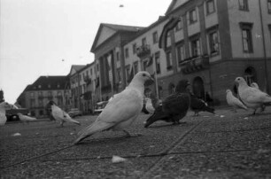 Tauben in der Innenstadt und damit einhergehende Verunreinigung von Gebäuden.