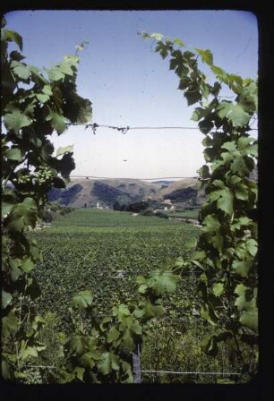 Blick auf Alt-Vogtsburg am Kaiserstuhl