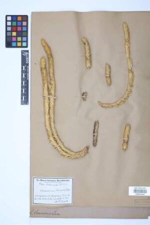 Phlegmariurus saururus (Lam.) B. &Oslash;llg.