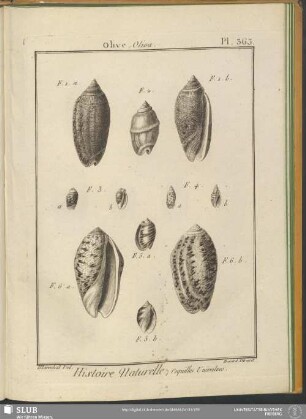 Pl. 363. Olive. Oliva