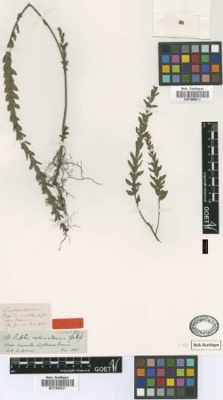 Cuphea cataractarum Spruce ex Koehne [type]