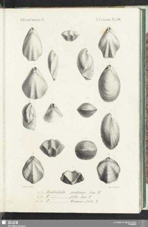 Pl. 506