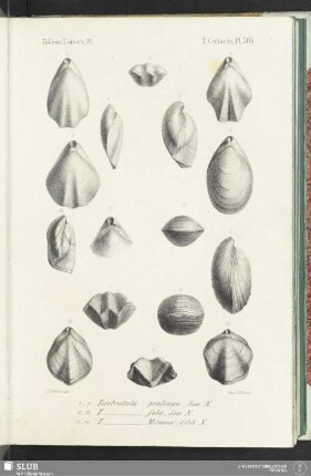 Pl. 506